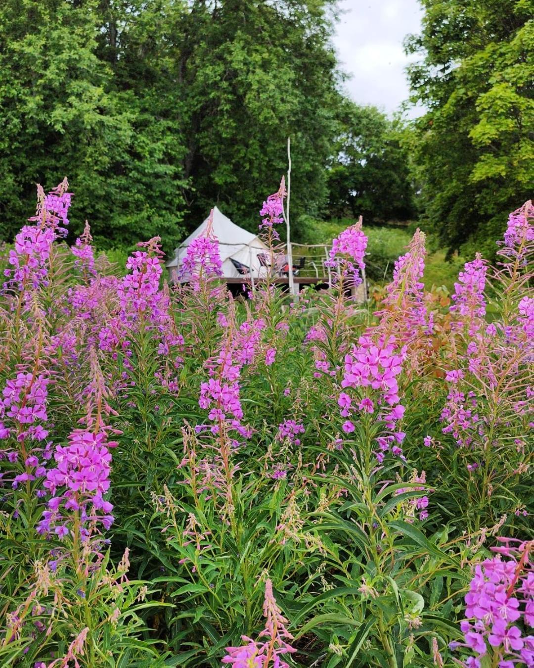 Mereaeaere Glamping Ja Rannamaja Liimala Exterior foto